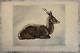 Alex Orsi (20th-21st) Animal Portrait Of A Resting Antelope Art Deco