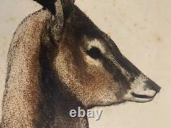 Alex ORSI (20th-21st) Animal Portrait of a Resting Antelope Art Deco