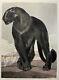 Paul Jouve Animal Engraving Art Deco Black Panther