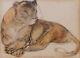 Camille Roche Dessin Art Déco Art Animalier Lion Lionne Fauve Tableau Aquarelle