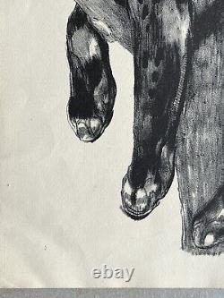 PAUL JOUVE Gravure Lithographie Animalière ART DECO Panthère Noire Black Panther